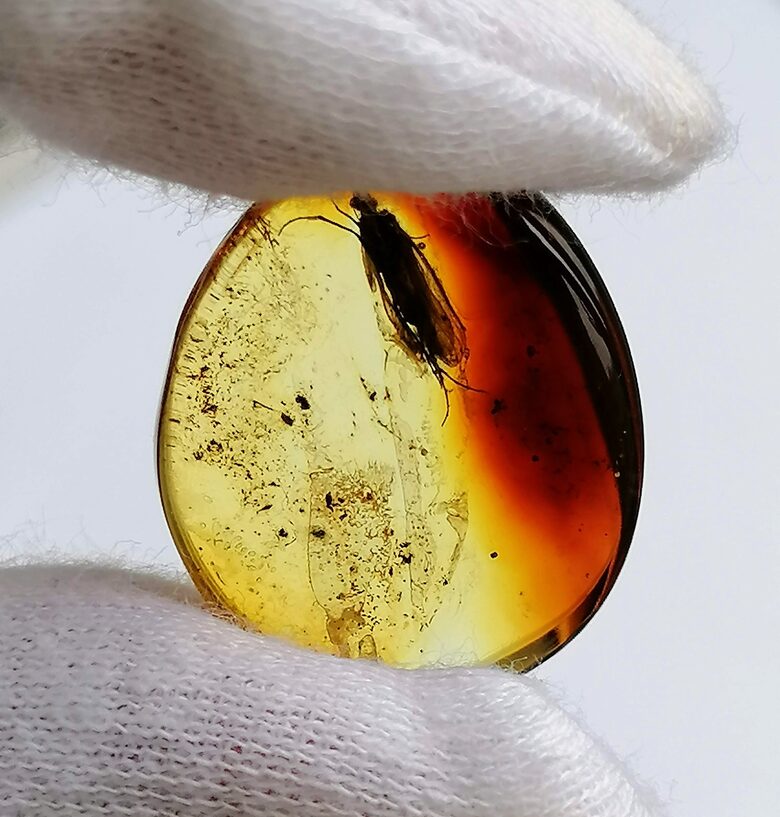 Insect cabochon natural Baltic amber
